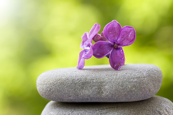 Flor equilibrada sobre piedras
 - Foto, imagen