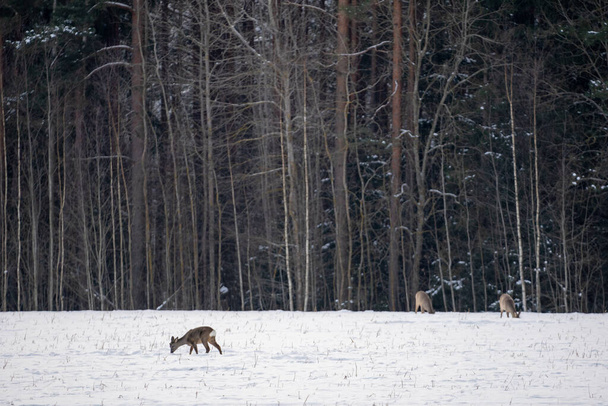 Rehe sind auf der Suche nach Nahrung aus dem Wald auf ein weißes Getreidefeld gekommen - Foto, Bild