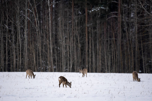 Roe peurat ovat tulleet metsästä valkoisella viljapellolla etsimään ruokaa - Valokuva, kuva