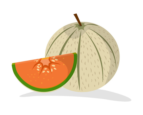 Muschio melone vettoriale illustrazione isolato su sfondo bianco - Vettoriali, immagini