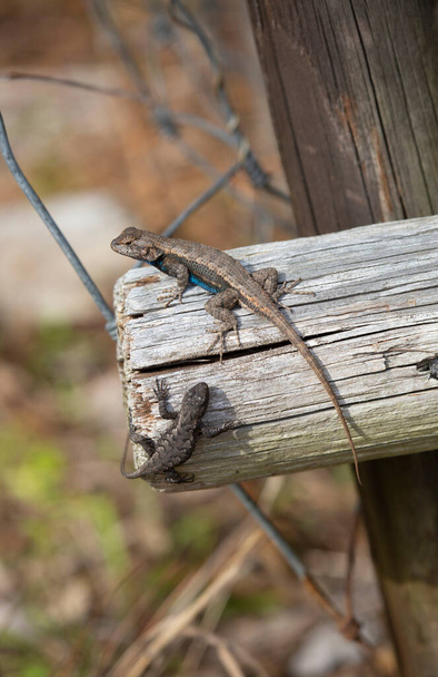 Female eastern fence lizard (Sceloporus consobrinus) approaching a large male on a wooden post - Photo, Image