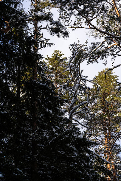 beautiful sunny winter day in Latvia with white fluffy snow in the forest where you can see many beautiful pine tops with dark brown trunks and green needles behind which in the background is a blue sky with fluffy white clouds - Foto, imagen