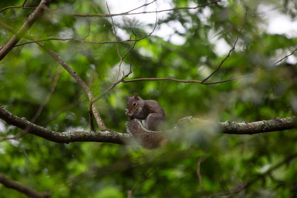 Wiewiórka pielęgnuje ogon, zatrzymując się na kończynie drzewa - Zdjęcie, obraz