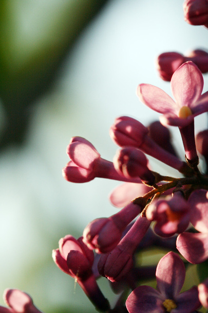 Flor de lila al atardecer
 - Foto, Imagen
