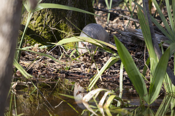 Armadillo à neuf bandes (Dasypus novemcinctus) et sa réflexion à la recherche d'insectes près d'un ruisseau - Photo, image