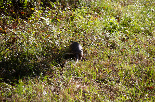Armadillo (Dasypus novemcinctus) queue alors qu'il s'éloigne pour chercher des insectes - Photo, image