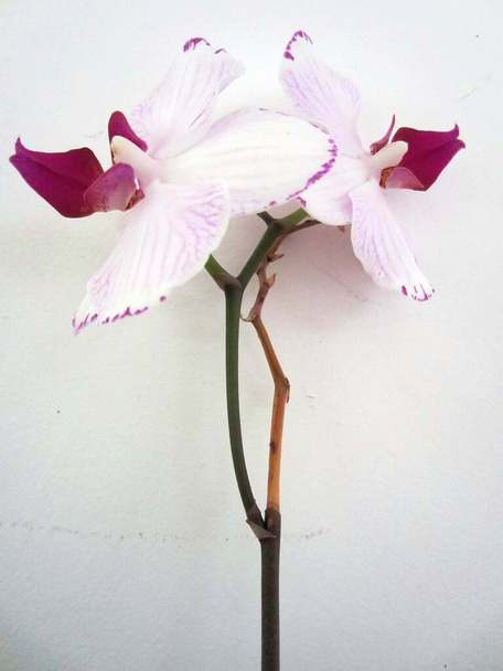 Orkidea kukka varret, herkkä kaunis valkoinen ja violetti vaaleanpunainen suonikas terälehti kukkii lähikuva vasten valkoista taustaa sisustus lempeä varjo ja valo  - Valokuva, kuva