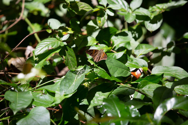 Ein Skipper-Schmetterling ruht auf einem grünen Blatt - Foto, Bild
