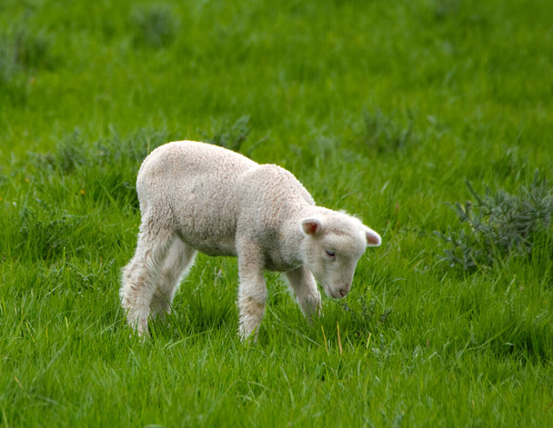 Carino agnello bambino nel pascolo primaverile  - Foto, immagini