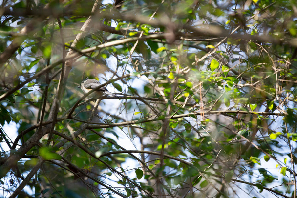 Majestátní prsatá myš (Baeolophus bicolor) usazená na větvi keře - Fotografie, Obrázek