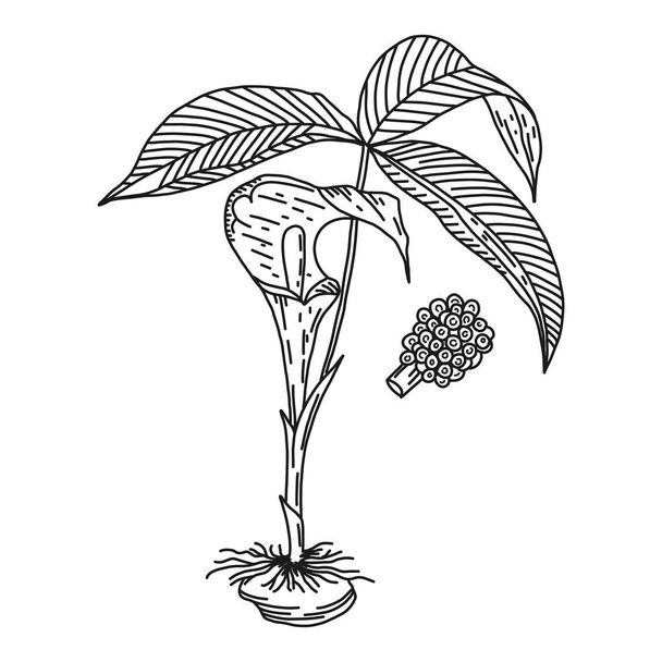 Three leaved arum, medical plant, vector illustration. - Vektor, kép