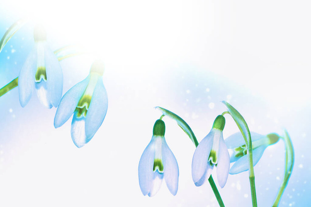 ( Galanthus nivalis ). Белые источники цветут крупным планом с копировальным пространством. цветочный фон - Фото, изображение