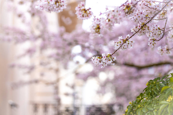 Άνθη κερασιάς στο Λονδίνο, περιοχή Notting Hill, Ηνωμένο Βασίλειο - Φωτογραφία, εικόνα