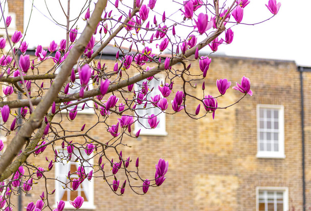 Cherry Blossom kaupungissa: Lontoo, Notting Hill alue, Yhdistynyt kuningaskunta - Valokuva, kuva