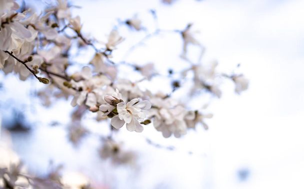 Kirschblüte in London, Bezirk Notting Hill, Großbritannien - Foto, Bild