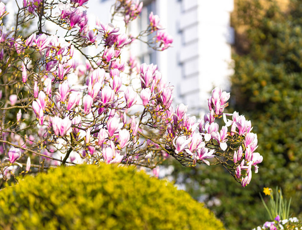 Cherry Blossom kaupungissa: Lontoo, Notting Hill alue, Yhdistynyt kuningaskunta - Valokuva, kuva