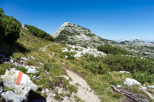 Ορεινό μονοπάτι προς το Cima 12, Οροπέδιο Asiago, Vicenza, Ιταλία - Φωτογραφία, εικόνα