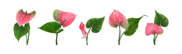 A set of different Anthurium flowers with leaves isolated on a white background - Vecteur, image