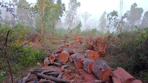 薪小屋のための新鮮な切り株の木の杭で森林破壊のシーン-インド - 映像、動画