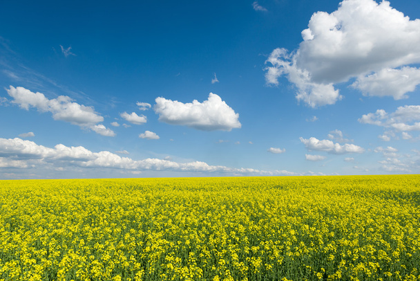 Campo de colza amarillo y cielo azul, un hermoso paisaje primaveral
 - Foto, Imagen