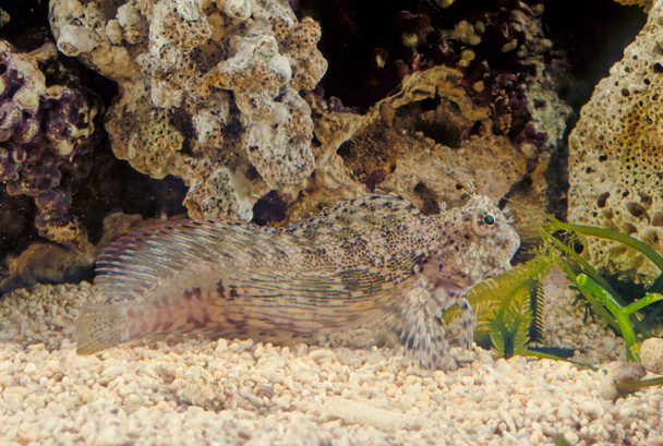 Salarias fasciatus (jewelled blenny) is a popular marine aquarium fish species in Australasia - Foto, afbeelding