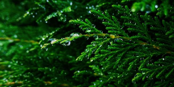 Close up selective focus of coniferous thuja branch covered with water drops after rain on blurry trees background,cloudy spring or summer day.Horizontal natural banner,copy space,green color shades - Photo, Image