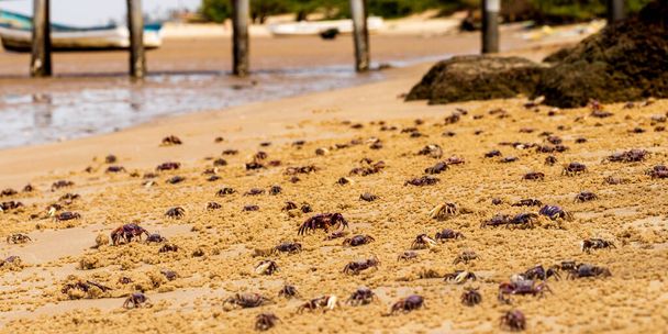 Crabs feasting on the beach Atlantic ocean Senegal - Photo, Image