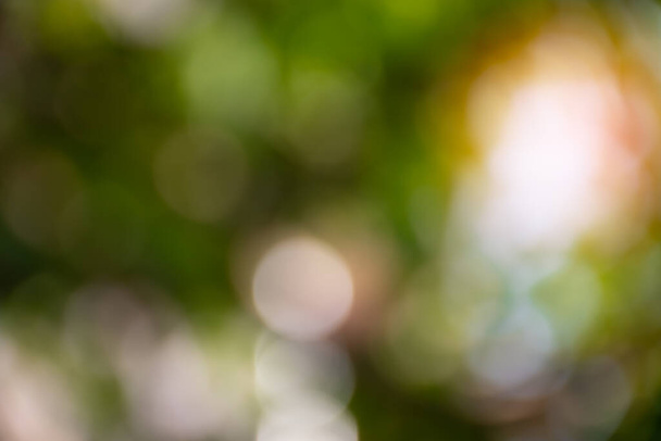 Daylight is outdoor and The air is so fresh in the park. The concept for design blurred and defocused effect season. Abstract bokeh green colorful for the nature background. - Photo, Image