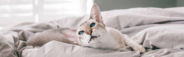 Γαλανομάτα ανατολίτικη γάτα που αναπαύεται σε ένα κρεβάτι στο σπίτι κοιτώντας αλλού. Χνουδωτό τριχωτό κατοικίδιο με μπλε μάτια που χαλαρώνει στο σπίτι. Αξιολάτρευτο τριχωτό ζώο αιλουροειδές φίλο. Τίτλος banner ιστού. - Φωτογραφία, εικόνα