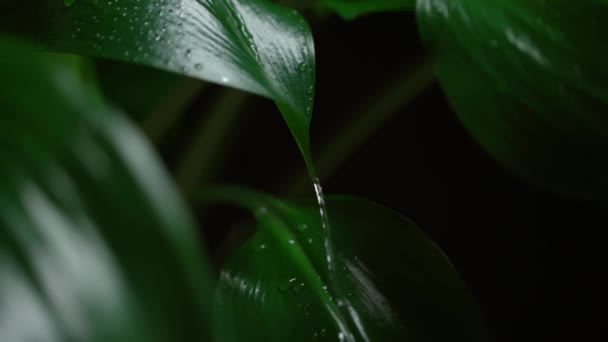 Water falling on green leaf. Leaves with water drops. Slow motion. - Footage, Video