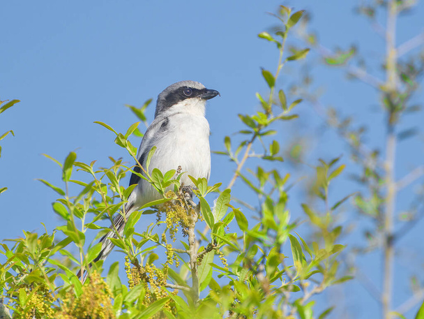eastern loggerhead shrike (Lanius ludovicianus) perched on top of oak tree in springtime, looking right while hunting - Photo, Image