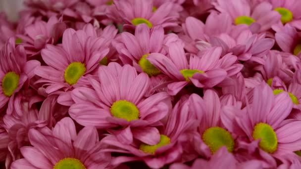 Fresh beautiful pink chrysanthemums close-up in a flower shop. The concept of choosing and buying flowers, a gift, a holiday. - Footage, Video