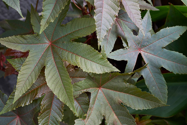 inflorescence rouge et feuilles rougeâtres de Ricinus communis - Photo, image