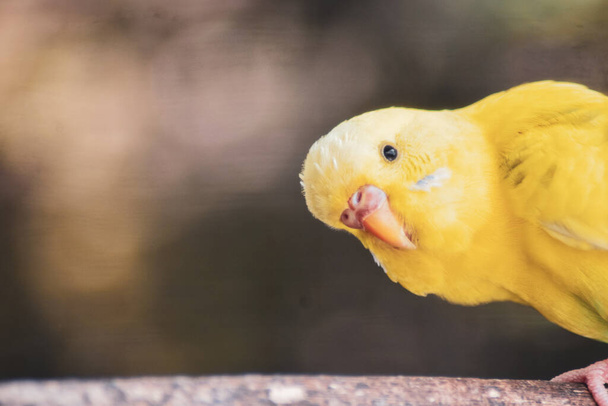face of small Yellow lovebird inside a cage . animal photography  - Photo, Image