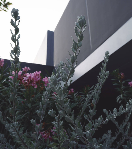 Bir arka plan ışığı küçük bitkiler ve çiçekler, gün batımı ışığı - Fotoğraf, Görsel