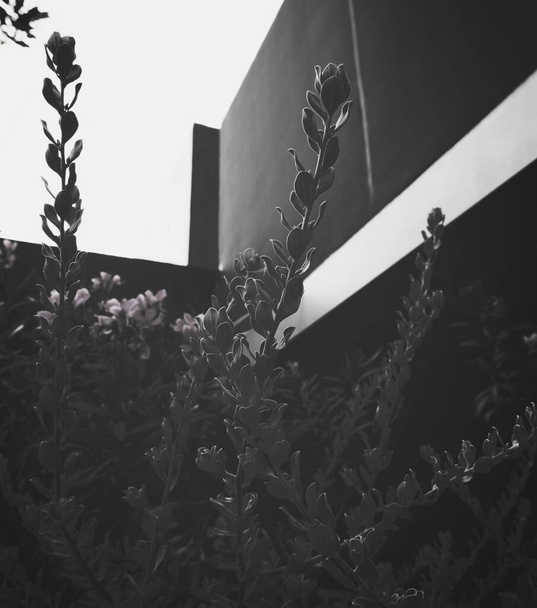 Ένα backlight πυροβόλησε μικροσκοπικά φυτά και λουλούδια σε μαύρο και άσπρο - Φωτογραφία, εικόνα