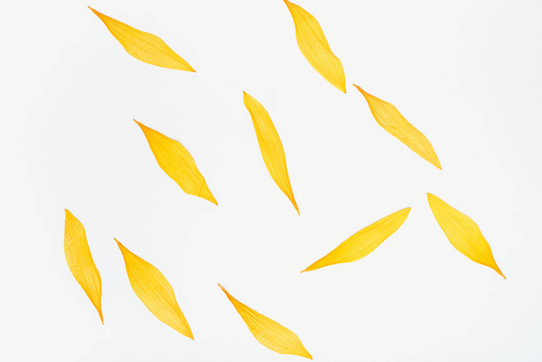 auringonkukan terälehdet valkoisella pohjalla, keltaiset terälehdet valkoisella pohjalla, värillinen tausta  - Valokuva, kuva