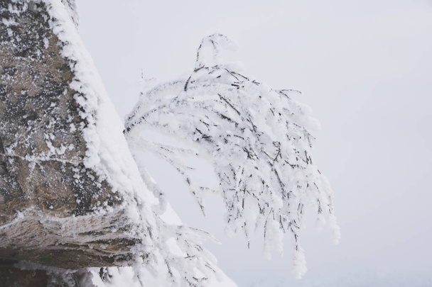 Sozinha árvore inclinada sobre o precipício. Ramos de árvore são cobertos com geada e neve. Plante no lado do penhasco no dia de inverno. Símbolo de fortaleza e sobrevivência - Foto, Imagem