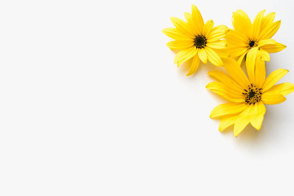 yellow flowers on a white background, yellow flowers, flowers on a white background  - Foto, Bild