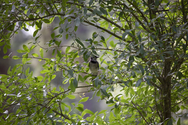 Синяя сойка (Cyanocitta cristata) птица с любопытством смотрит в сторону - Фото, изображение