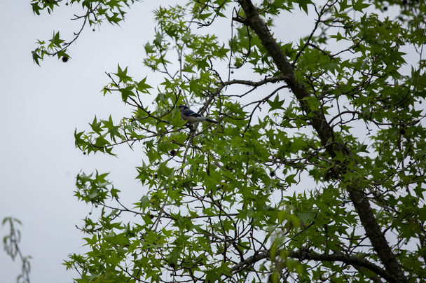 Синяя сойка (Cyanocitta cristata), спрятанная за листьями на дереве - Фото, изображение