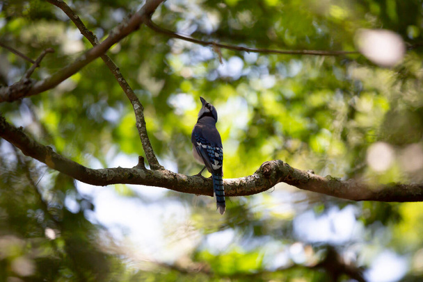 Azulejo (Cyanocitta cristata) mirando majestuosamente desde su percha sobre una rama de árbol - Foto, Imagen
