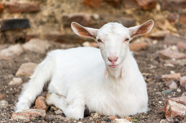 Домашняя белая коза
 - Фото, изображение