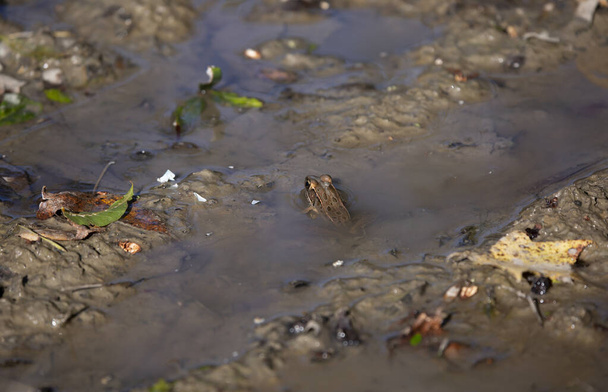 Leopard frog (Lithobates sphenocephalus utricularius) resting in muddy water - Photo, Image