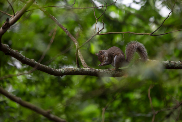 Écureuil s'est arrêté sur un membre d'arbre pour une collation de l'après-midi - Photo, image