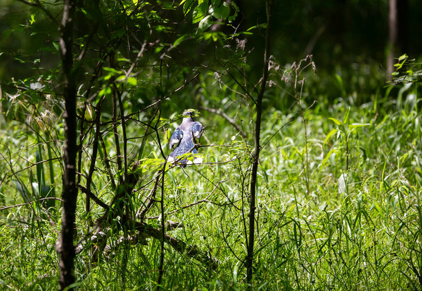 Sininen jay (Cyanocitta cristata) kyydissä ohut pensas haara - Valokuva, kuva