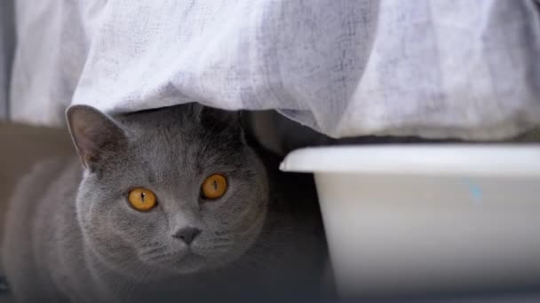 Любопытный испуганный серый британский кот прячется за стиркой белья, наблюдая за движением - Кадры, видео