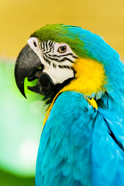 Pássaro de papagaio colorido sentado no poleiro - Foto, Imagem