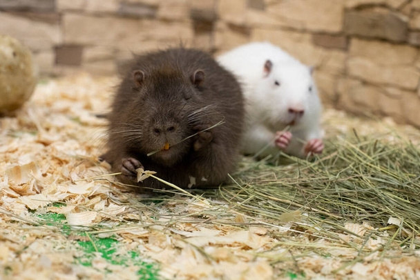 Two nutria. Sly greenies with yellow teeth are sitting among the hay. Wild animals. Rats - Photo, Image