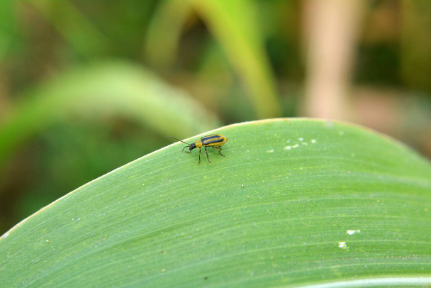 Roślina jest szkodliwe owady - zachodni chrząszcz kukurydziany (Diabrotica virgifera virgifera) - Zdjęcie, obraz